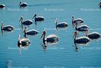 White Pelicans, Tule Lake Wildlife Refuge, California, ABLV01P09_02.3342