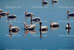 White Pelicans, Tule Lake Wildlife Refuge, California, ABLV01P09_03.2565
