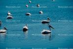 White Pelicans, Tule Lake Wildlife Refuge, California, ABLV01P09_04.2565