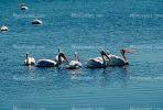 White Pelicans, Tule Lake Wildlife Refuge, California, ABLV01P09_05.3342