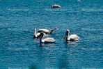 White Pelicans, Tule Lake Wildlife Refuge, California, ABLV01P09_06.2565