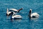 White Pelicans, Tule Lake Wildlife Refuge, California, ABLV01P09_06B.2565