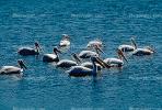 White Pelicans, Tule Lake Wildlife Refuge, California, ABLV01P09_07.3342