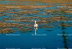 White Pelicans, Tule Lake Wildlife Refuge, California, ABLV01P09_08.3342