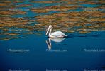 White Pelicans, Tule Lake Wildlife Refuge, California, ABLV01P09_09.3342