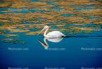 White Pelicans, Tule Lake Wildlife Refuge, California, ABLV01P09_10.2565