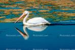 White Pelicans, Tule Lake Wildlife Refuge, California, ABLV01P09_10B.2565