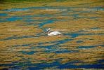 White Pelicans, Tule Lake Wildlife Refuge, California, ABLV01P09_11.3342