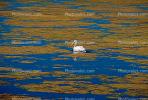 White Pelicans, Tule Lake Wildlife Refuge, California, ABLV01P09_13.2565