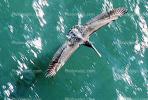 Brown Pelican, San Francisco Bay, California, ABLV01P10_03B