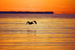 Pelican, Sunrise, Sunsight, ABLV01P10_04.3342