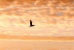 Pelican, Sunrise, Sunsight, ABLV01P10_06.3342