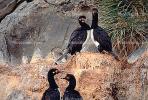 nesting Cormorants, ABLV01P10_07.3342