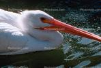 White Pelican, ABLV01P10_13.3342