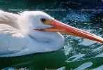 White Pelican, ABLV01P10_13