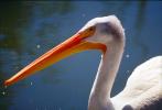 Pelican on the Water, Beak