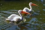 Two White Pelicans Swimming on the Water, ABLV01P11_16.1708