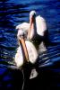 Two White Pelicans Swimming on the Water, ABLV01P12_01.1708