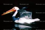 Pelican, ABLV01P14_15
