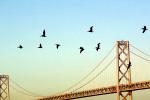 Pelicans, Bay Bridge, San Francisco