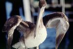 pelican, ABLV02P02_01