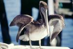 pelican, ABLV02P02_02