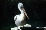 pelican, ABLV02P02_04