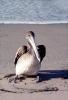 Pelican, beach, sand