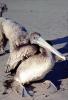 Pelican, beach, sand