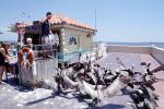 Pier, shack, feeding Pelicans, Saint Petersburg, ABLV02P04_13