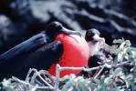 Galapagos Islands Birds, Great Frigate Bird, ABLV02P06_16