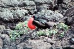 Galapagos Islands Birds, Great Frigate Bird, ABLV02P06_19