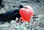Galapagos Islands Birds, Great Frigate Bird, ABLV02P07_01