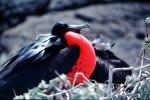 Galapagos Islands Birds, Great Frigate Bird, ABLV02P07_05