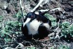 Galapagos Islands Birds, Great Frigate Bird, ABLV02P07_06