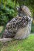 Eurasian Eagle Owl, (Bubo bubo), Strigidae, ABOD01_001