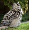 Eurasian Eagle Owl, (Bubo bubo), Strigidae, ABOD01_002