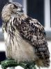 Eurasian Eagle Owl, (Bubo bubo), Strigidae