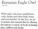 Eurasian Eagle Owl, (Bubo bubo), Strigidae, ABOD01_004
