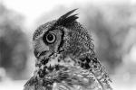 Great Horned Owl, (Bubo virginianus), Strigidae, ABOPCD3306_139