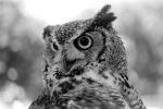 Great Horned Owl, (Bubo virginianus), Strigidae, ABOPCD3306_140