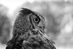 Great Horned Owl, (Bubo virginianus), Strigidae, ABOPCD3306_141