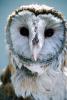 Barnyard Owl, Barn Owl