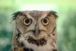 Great Horned Owl, (Bubo virginianus), Strigidae, ABOV01P01_04.1567
