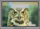 Great Horned Owl, (Bubo virginianus), Strigidae, ABOV01P01_04