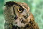 Great Horned Owl, (Bubo virginianus), Strigidae