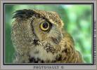 Great Horned Owl, (Bubo virginianus), Strigidae, ABOV01P01_05