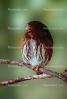 Ferruginous Pygmy Owl, (Glaucidium brasilianum), ABOV01P01_09.3342