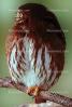 Ferruginous Pygmy Owl, (Glaucidium brasilianum), ABOV01P01_09B.3342