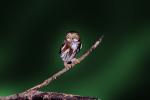 Ferruginous Pygmy Owl, (Glaucidium brasilianum), ABOV01P01_10.3343